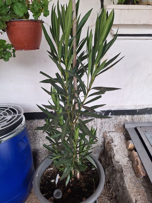 Цветя различни видове