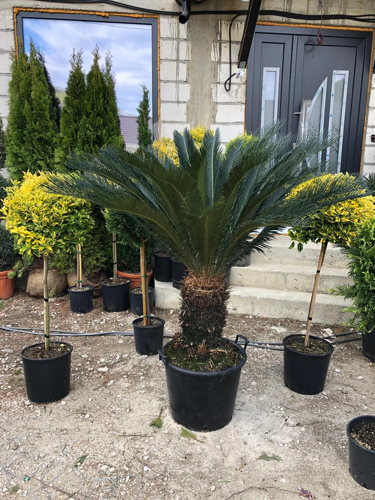 Palmieri de orice specie la preț mic. Cycas, humilis, fortunei etc