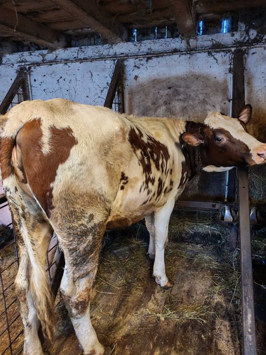 Vând vițică rasă lapte