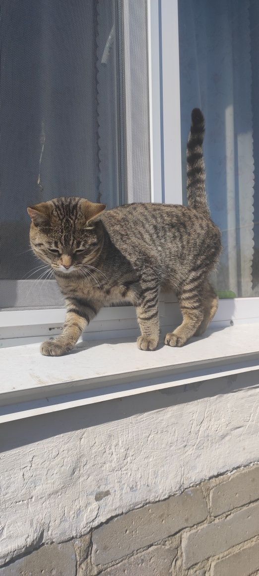 Кот интеллигентный и умный