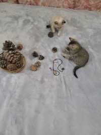 Котята сибирские , красивые и смышленные.