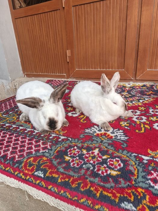 Куйон калиф сотилади