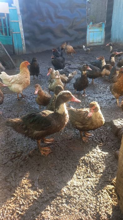 Продам индоуток молодняк