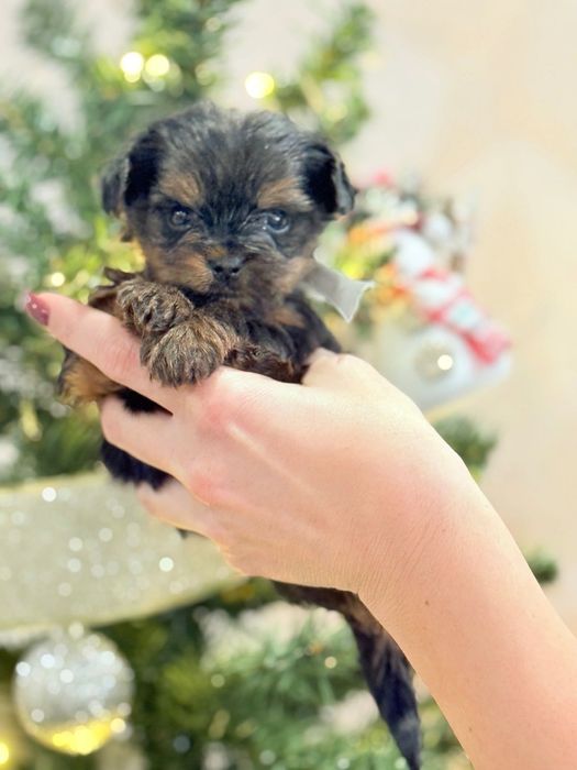 Йорки - момче и момиче