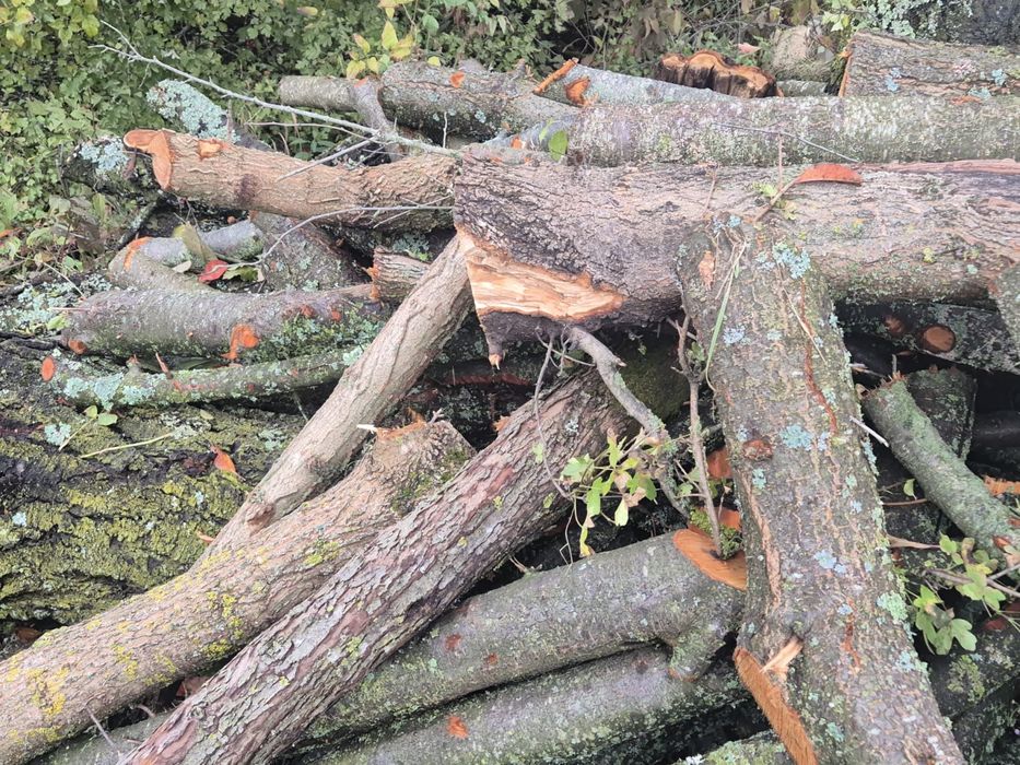 Vand lemn de mar, prun, cires, esenta tare, la metru, taiat, crapat