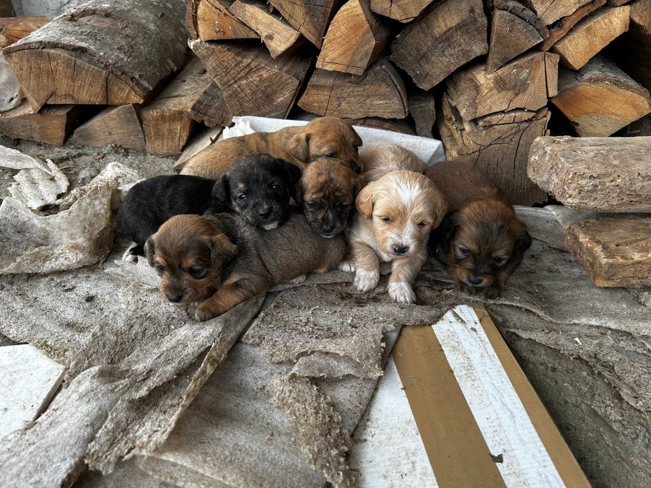 6 catei metis sorecar