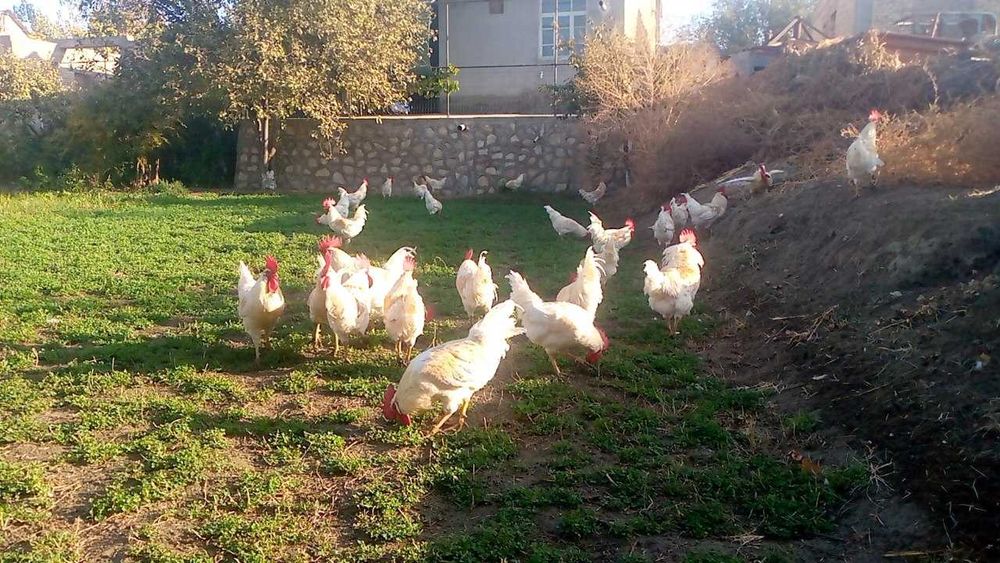 Продаётся здоровые, чистые петухи