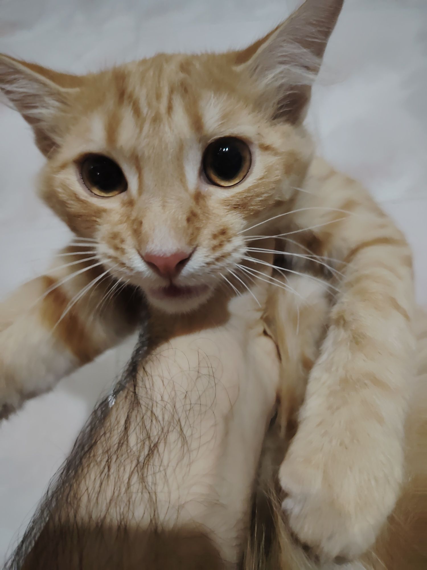 Котята и кошки бесплатно в добрые руки
