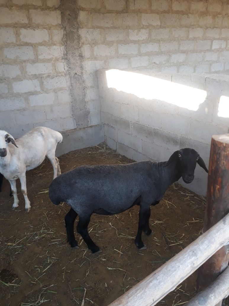 Qazoqi qoylar sotiladi
