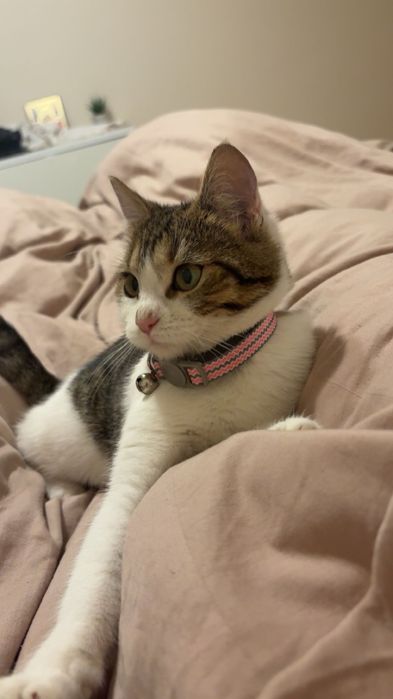 Donez pisica jucausa