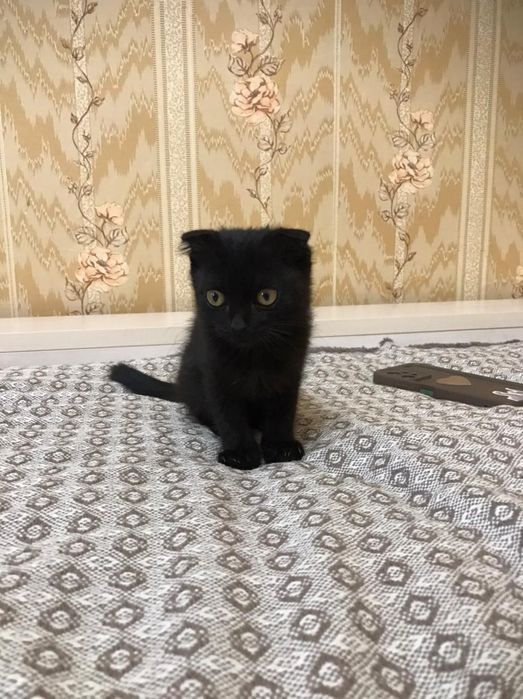 Вислоухий котенок