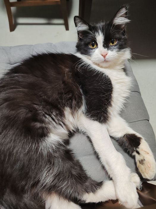 Котик в хорошую семью