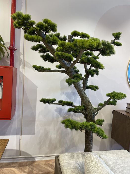 Decor ,copac ornamental trunchi natural