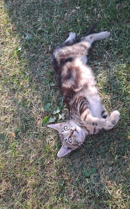5 pui pisica, pt adoptie