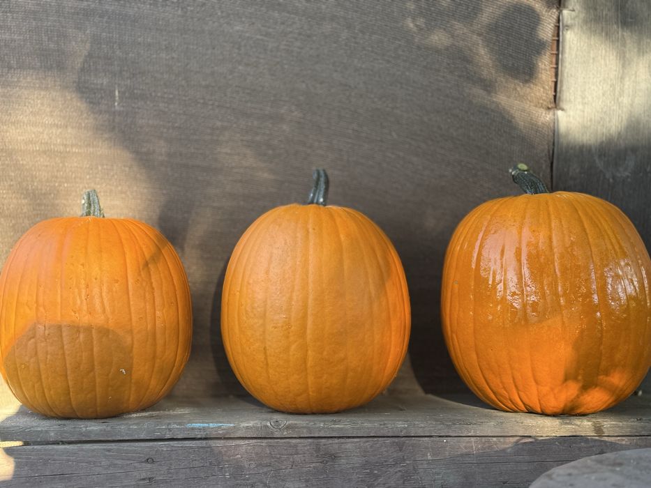 Vand bostani  hallowen