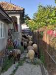 Vând oii tinere 9 miei 5 cârlan și 10 oii