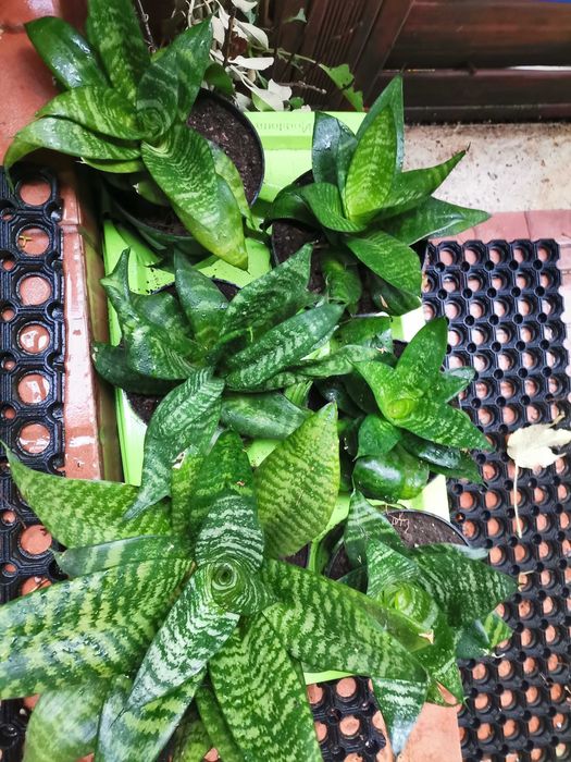 Sansevieria trifaciata mica