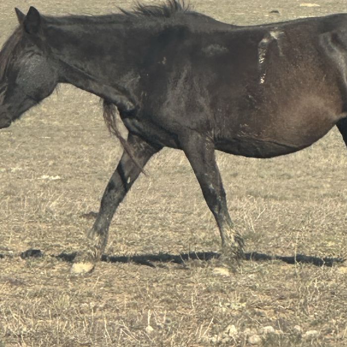 Кобыла дойная спокойная