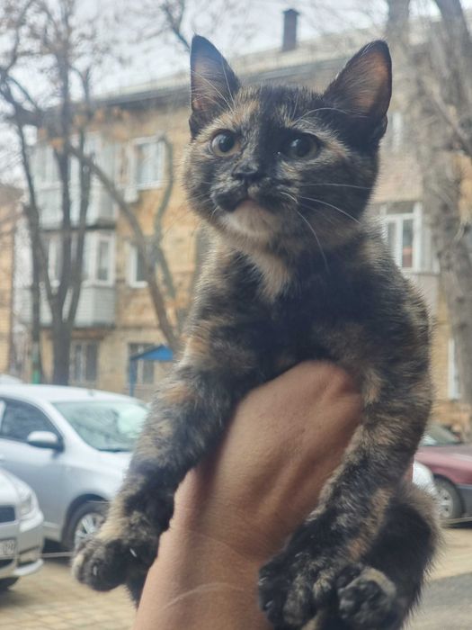 Отдам котенка срочно!