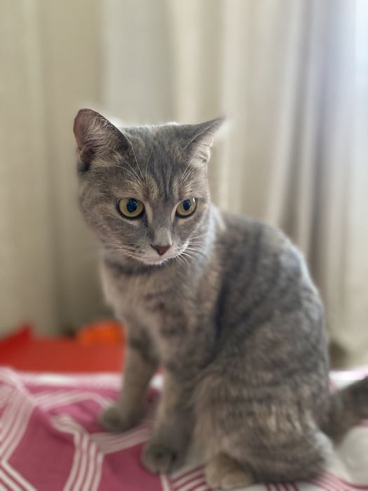 Кошка Британская