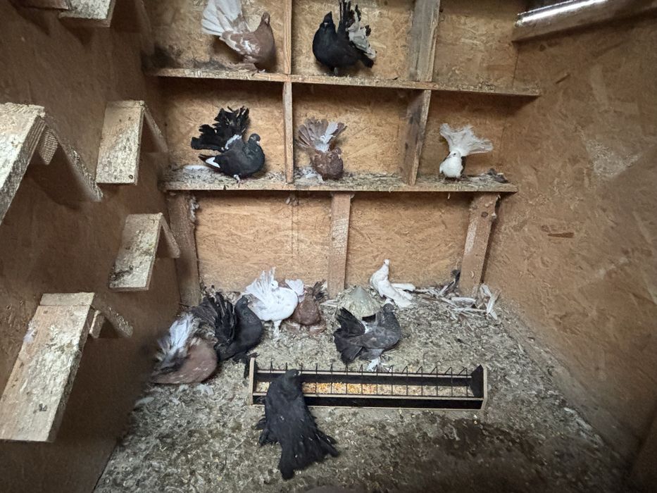 Porumbei curcani de vanzare