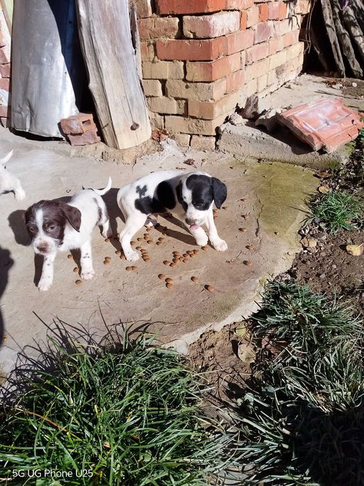 Кокер шпаньол и Лагото