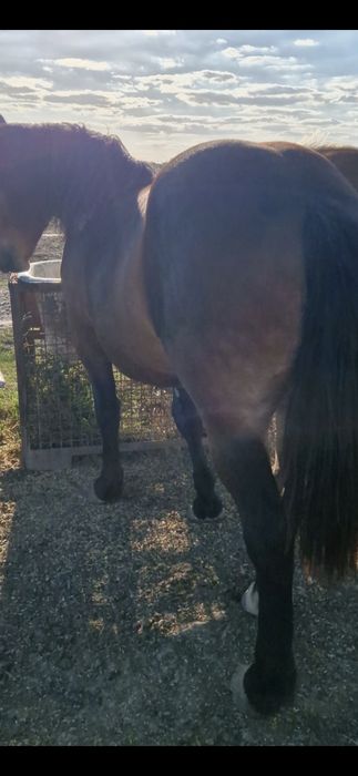 De vanzare manza grea