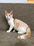 Baietel Maine Coon Ochi Albastri Felisa Autorizata