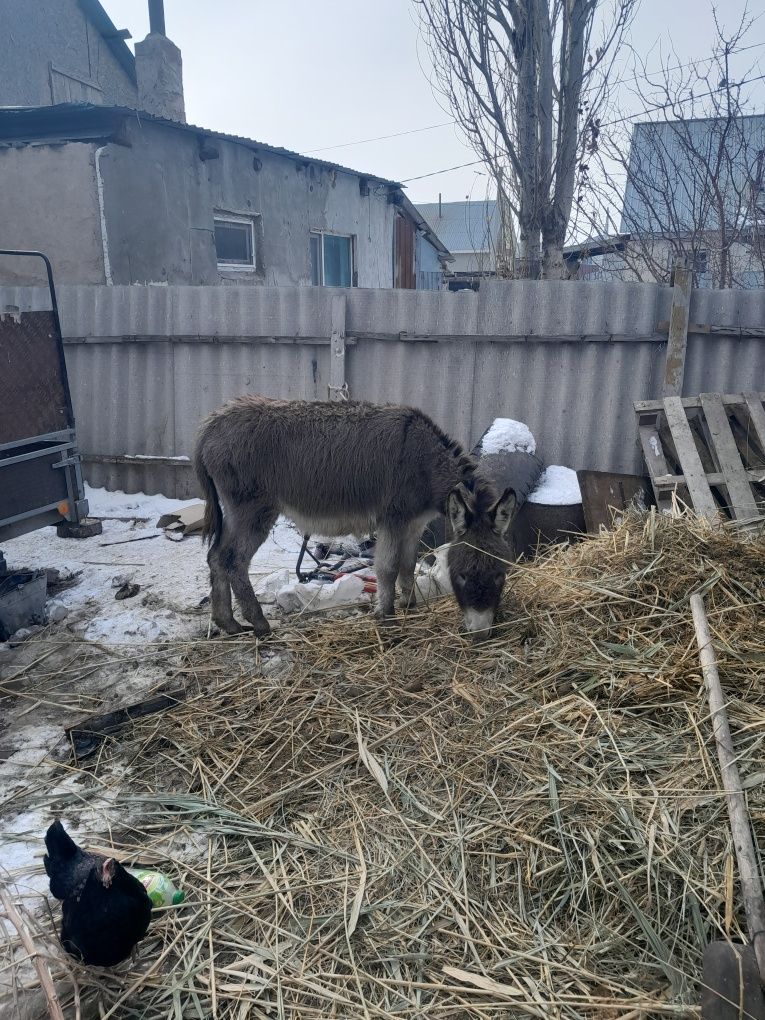 Есек сатам урғашы