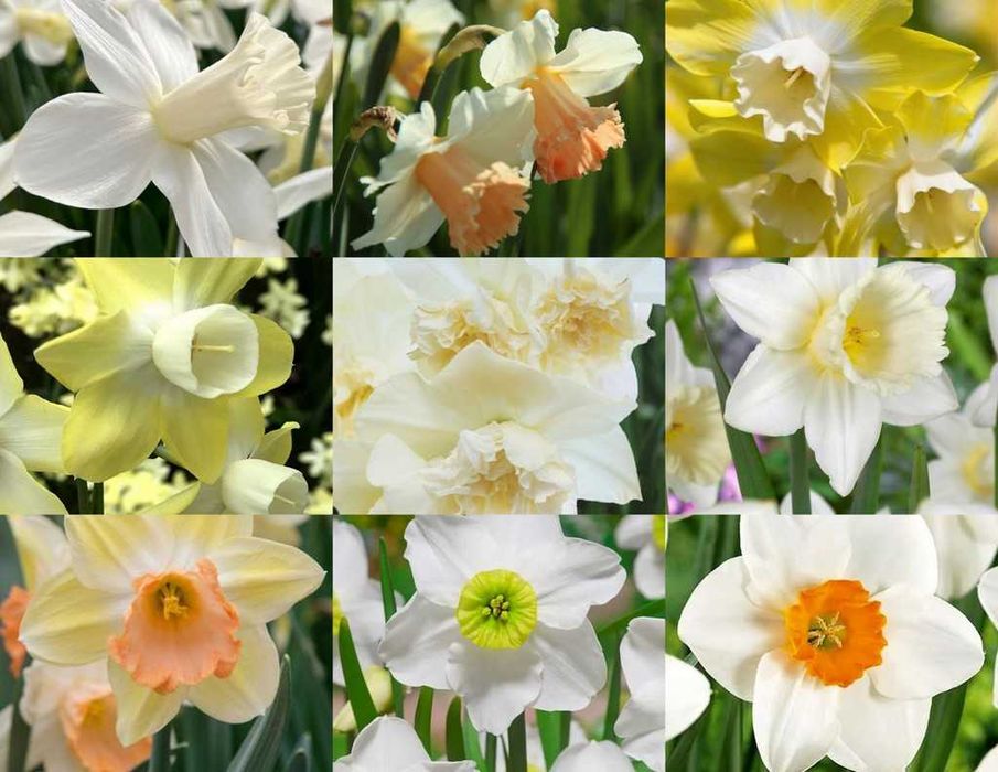 Bulbi de narcise de la 1 leu