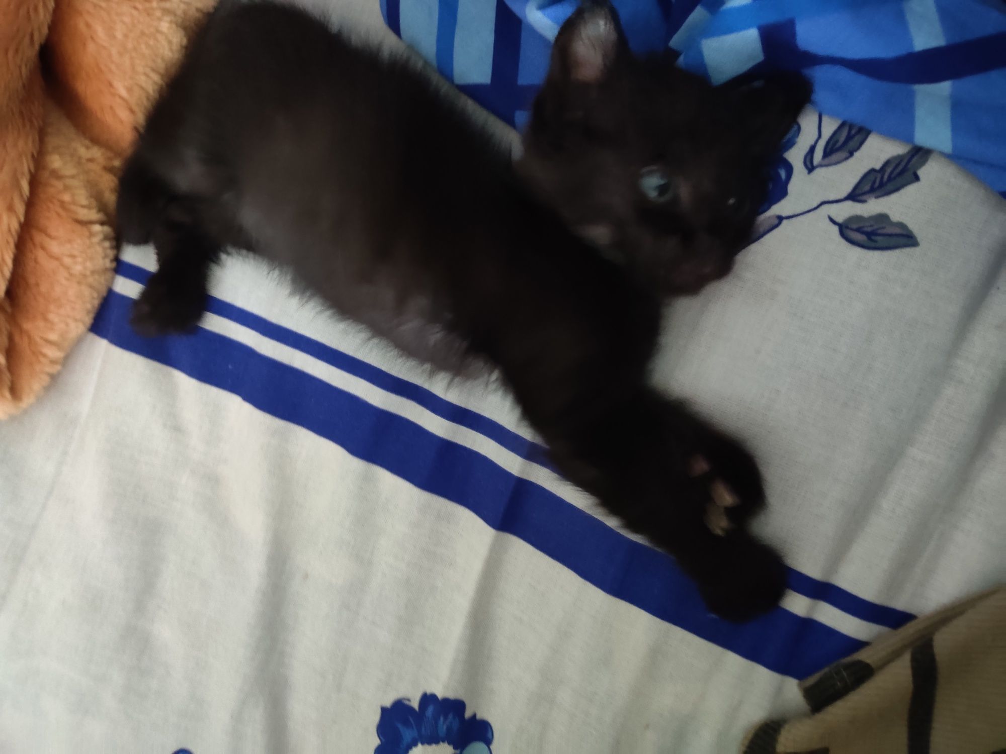Бесплатно котенок