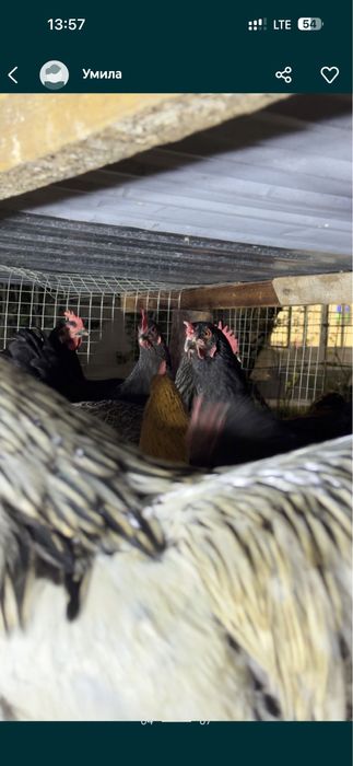 Domashniy tuxumla sotiladi