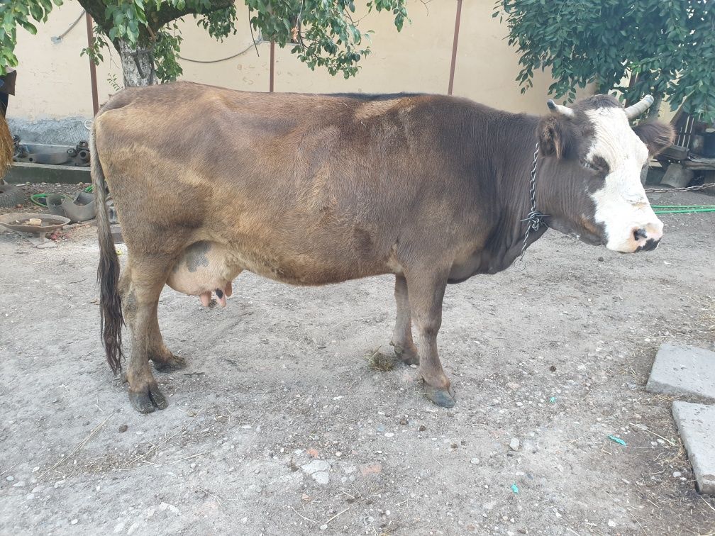 Vaca de vânzare.