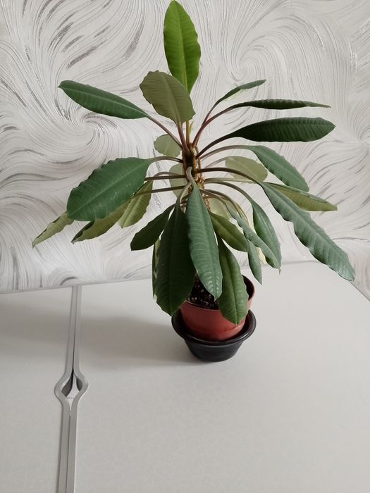 Комнатное растение