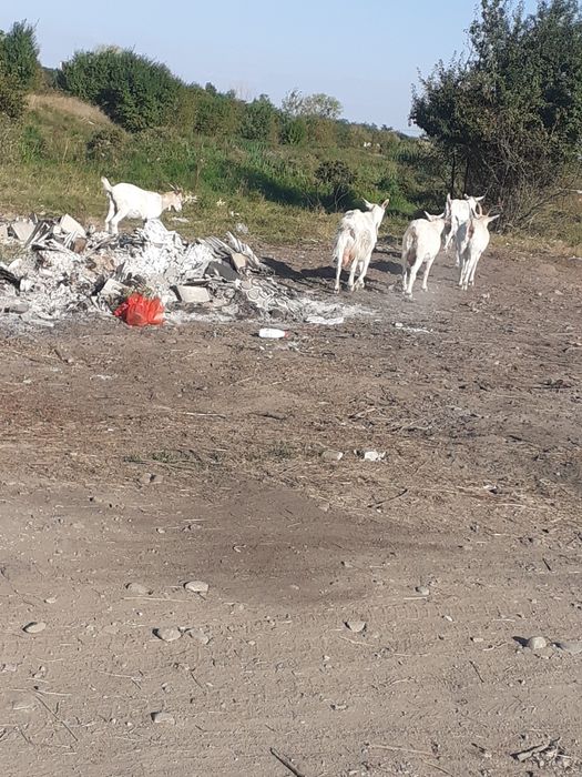 Vând capre bune de lapte