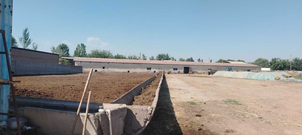 Uzun tumanida Qoramolchilik fermasi sotiladi