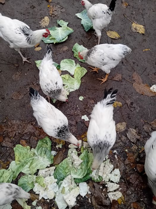 Продавам петлета светъл съсекс