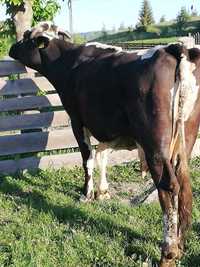 Vaca de vânzare A 5 vițel ieste gustata în 4 luni
