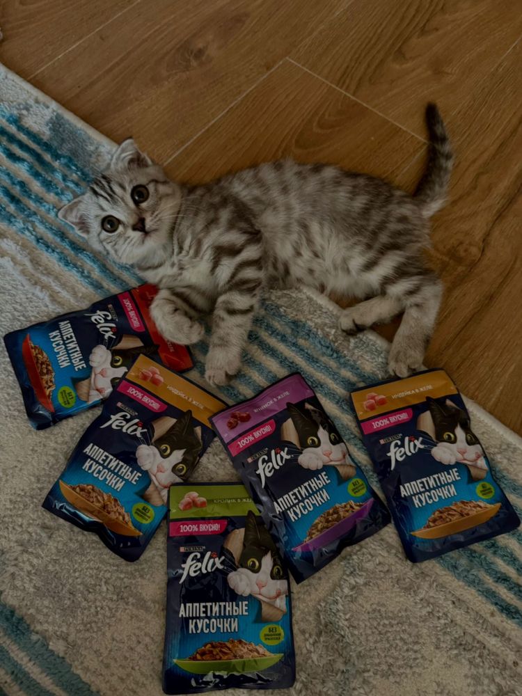 Кот домащний чистый