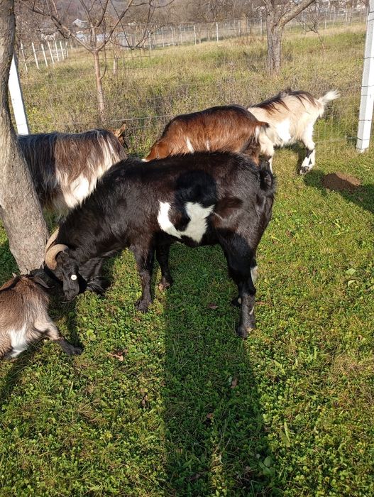Vând țap frumos .