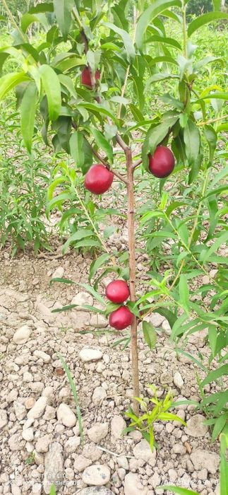Mevali kuchatlar ishonchli va sifatli sertifkatlashtirilgan