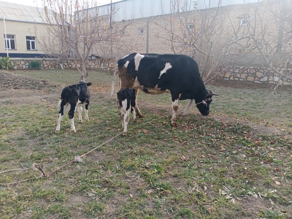 Ikkiz ona bola sigirlar