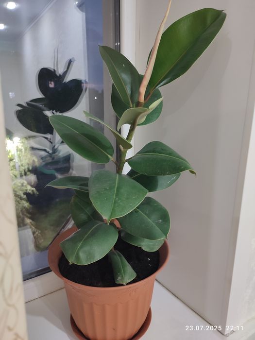 Продам фикус Каучоконосный.