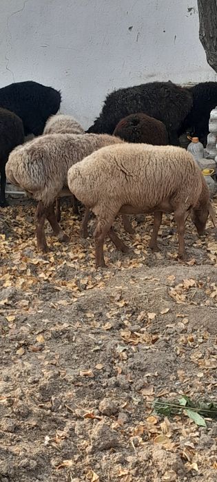 Бугоз куйлар сотилади