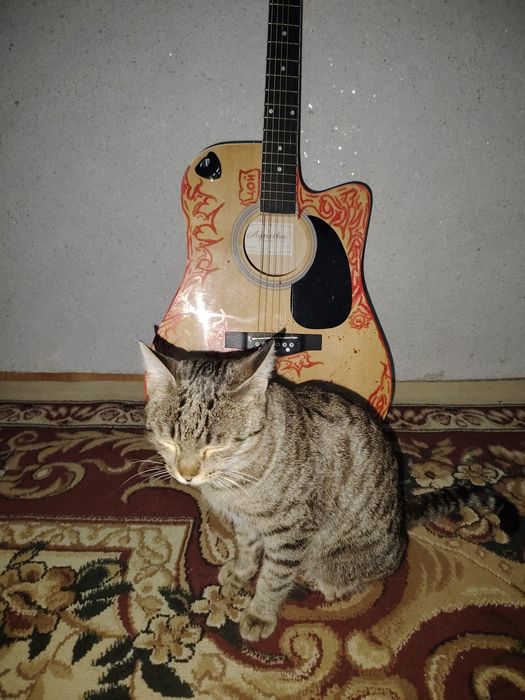 Продам гитару, кот в подарок