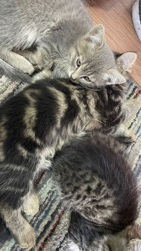 Отдам котят даром. Кушают все. Котятам два месяца. К лотку приучены
