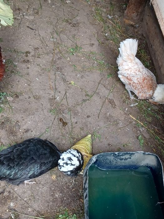 Vand cocoși 90 bucata