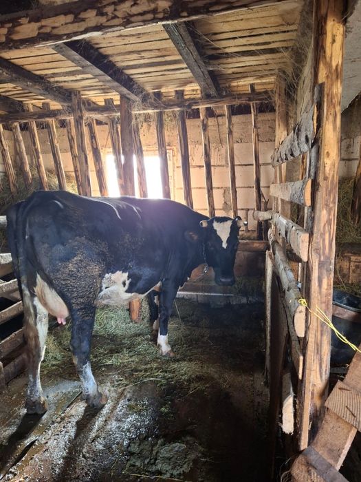 Vaca de vânzare  foarte cuminte