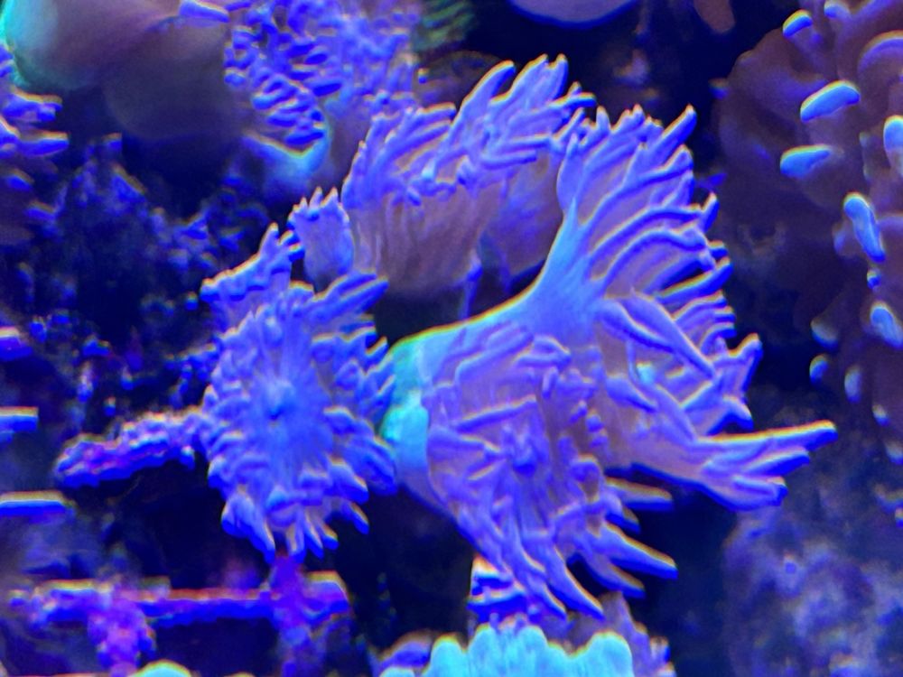 Кораллы и актинии