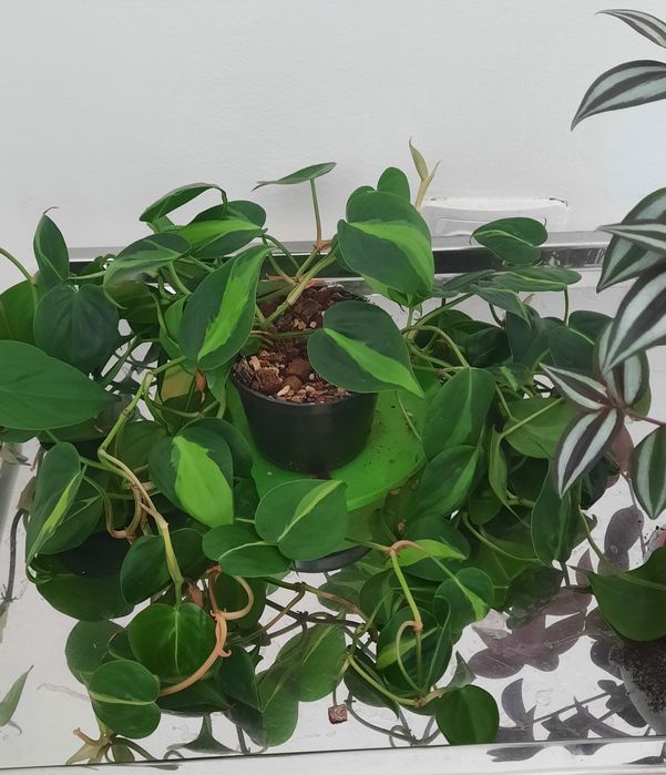 Гулдер сатылады Лиана/Традескансия/гул топырагы